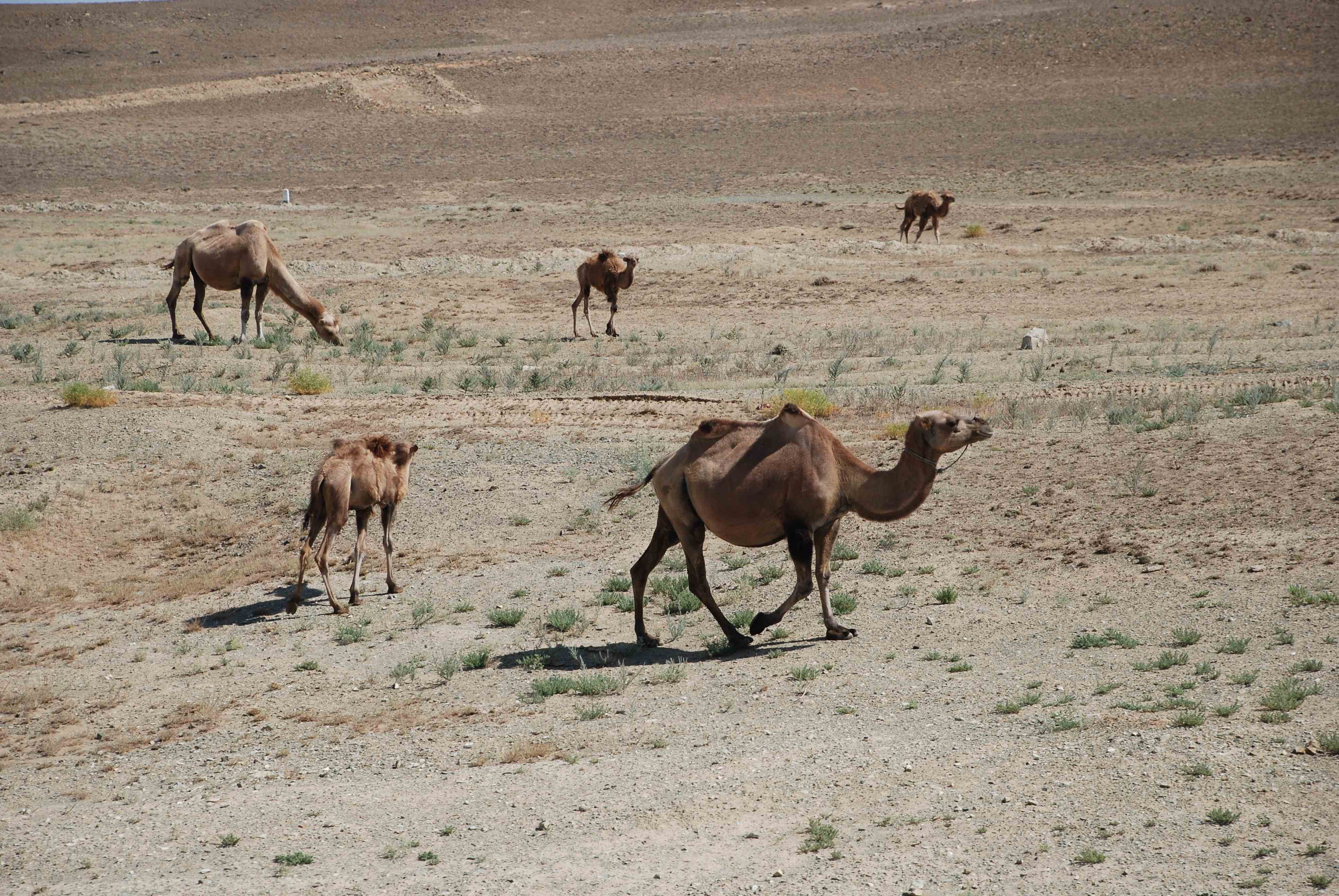 Животный мир пустыни Гоби