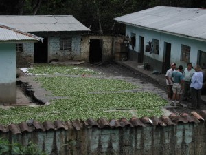 Coca leaves drying in sun